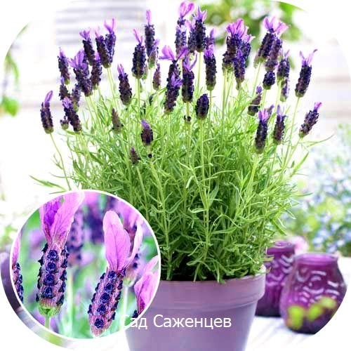 Саженцы Лаванды Виктори > цена, описание