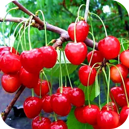 Черешня "Ленинградская розовая" 