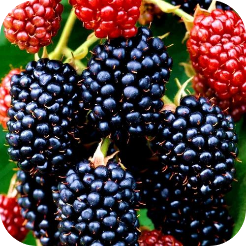 Саженцы Ежевики "Дарроу" > цена,  фото