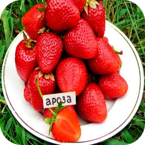 Рассада Клубники "Ароса" > описание сорта