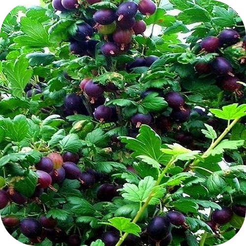Саженцы Крыжовника "Командор" > цена, фото Саженцы Крыжовника "Командор" > цена, фото