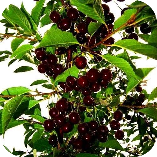 Вишня колоновидная "Малютка" 