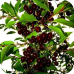 Саженцы Вишни колоновидной "Малютка" > фото, описание