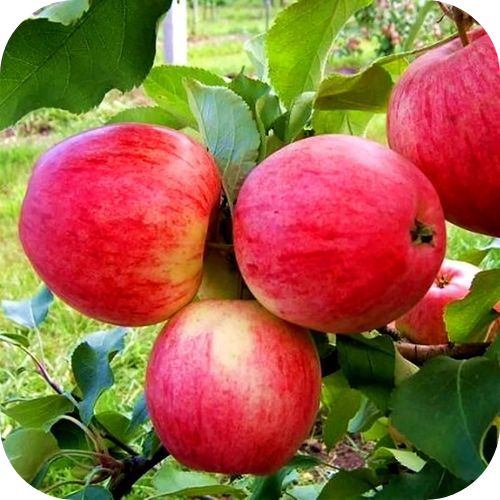 Саженцы Яблони "Аркадик" > цена,  фото